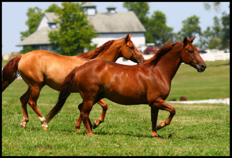 missouri horse ranches u0026amp land for sale horse ranches 457x312